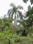 Roystonea regia 