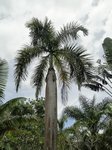 Roystonea regia 
