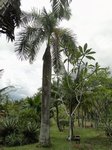Roystonea regia 