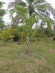 Dypsis ankaizinensis ou lucubensis