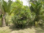 Rhapis siamensis 