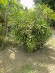 Rhapis siamensis 