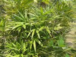 Rhapis siamensis 