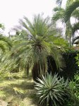 Phoenix roebelenii solitaire