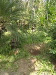Syagrus romanzoffiana � palmes larges