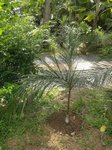 Syagrus romanzoffiana � palmes larges