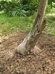 Syagrus romanzoffiana � palmes larges