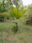 Pritchardia martii�
