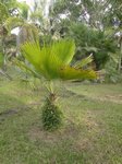 Pritchardia martii�