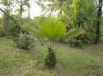 Pritchardia martii�