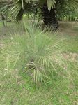 Butia capitata strictor