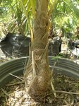 Trachycarpus latisectus 
