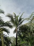 Cocos nucifera 