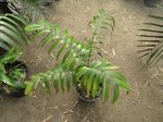 Areca congesta