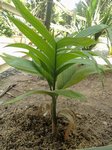 Areca catechu dwarf * Variété du Cambodge