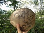 Cocos nucifera  grosses noix  