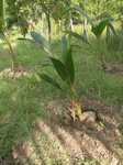 Cocos nucifera noix triangulaire