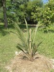 Elaeis guineensis var. idolatrica