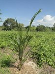 Elaeis guineensis var. idolatrica