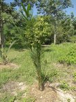 Elaeis guineensis var. idolatrica