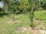 Elaeis guineensis var. idolatrica