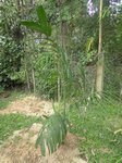 Areca congesta