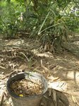 Dypsis plumosa