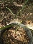 Dypsis plumosa
