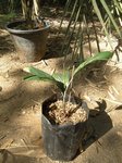 Dypsis heterophylla
