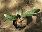 Dypsis heterophylla