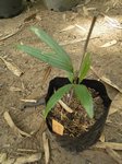 Dypsis pinnatifrons