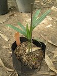 Dypsis pinnatifrons