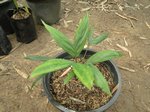 Ravenea robustior