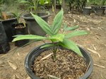 Ravenea robustior