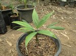 Ravenea robustior