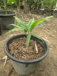 Ravenea robustior