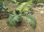 Dypsis ampasindavae