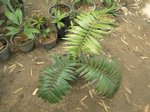 Dypsis ampasindavae