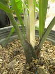 Dypsis ampasindavae