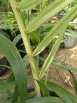 Dypsis ampasindavae