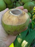 Cocos nucifera var. 'Puang roy'