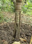 Socratea exorrhiza 