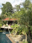 Dypsis lutescens golden 