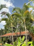 Dypsis lutescens golden 