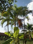 Dypsis lutescens golden 