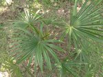Livistona fulva = L. Sp. Blackdown