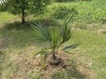 Sabal sp. huge leaf 