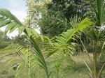 Dypsis sp.  identifier