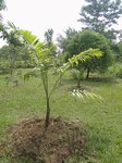 Dypsis sp.  identifier