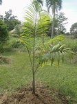 Dypsis sp.  identifier